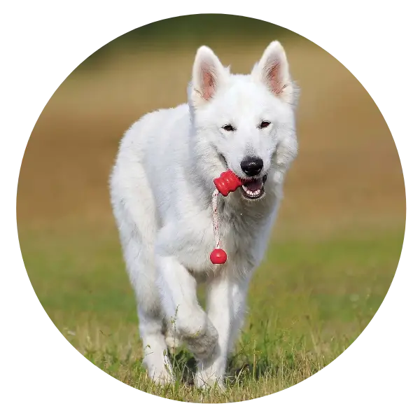 a dog running with dog toy in its mouth