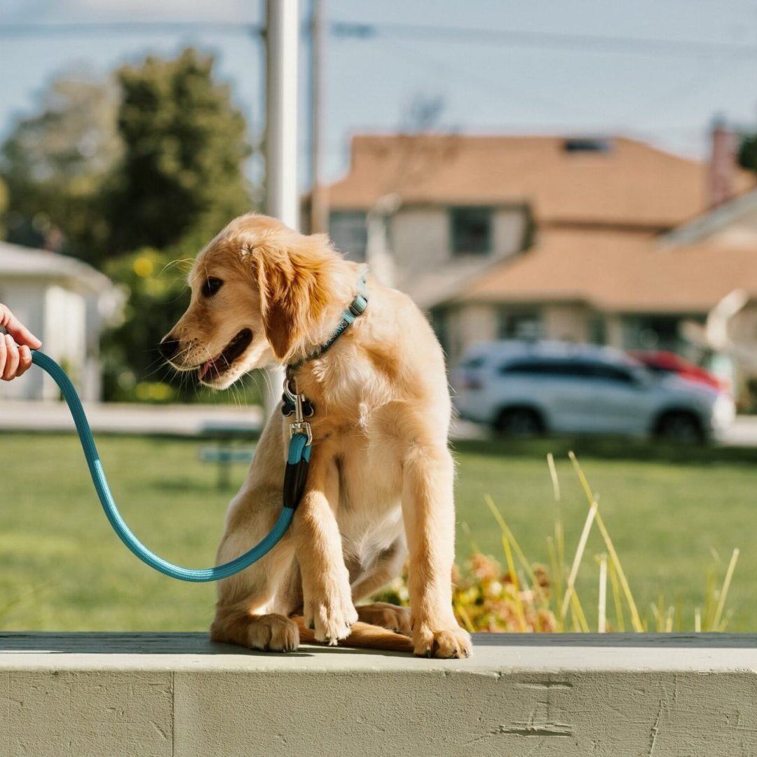 a dog in a leash